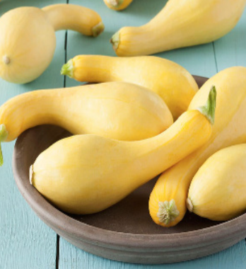 Squash &#39;Early Yellow Crookneck&#39; OG - 4&quot;