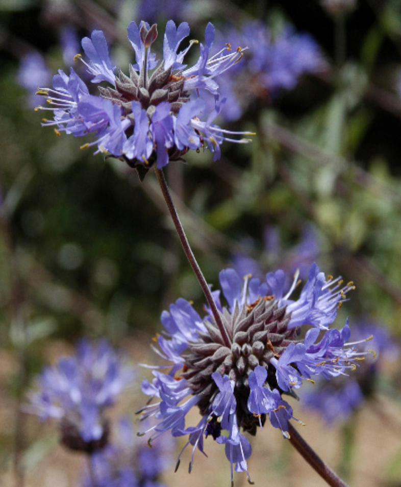 Salvia &#39;Allen Chickering&#39; - 1 gal