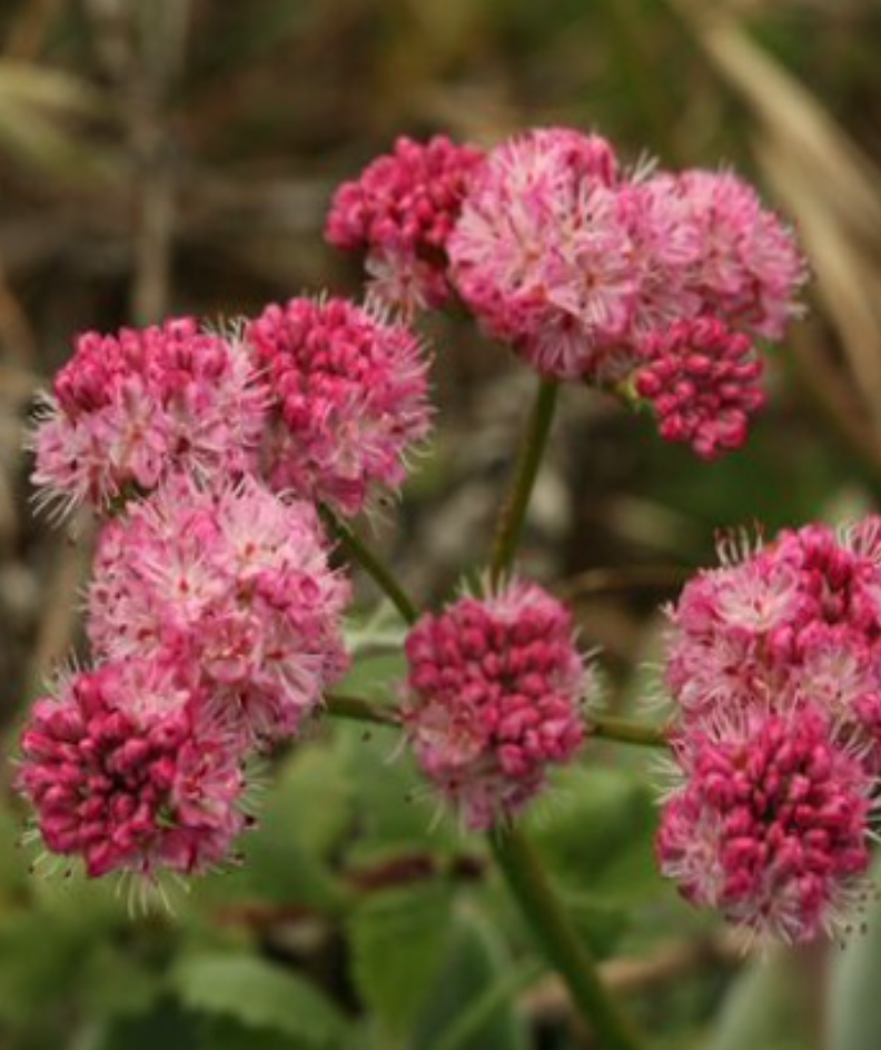 Eriogonum grande &#39;rubescens&#39; - 1g