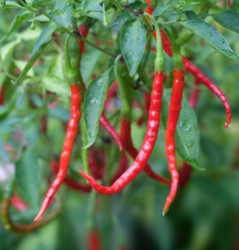 Chile De Arbol Pepper  1g