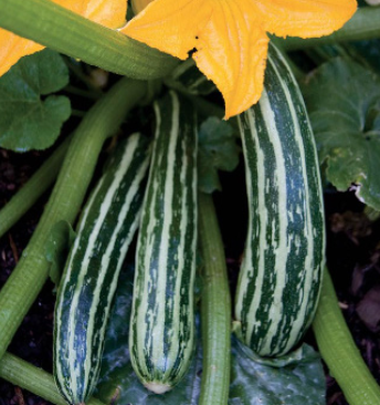 Squash &#39;Cocozelle&#39; OG  - 4&quot;