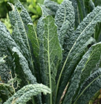 Kale &#39;Baby Tuscan&#39; - 4&quot;