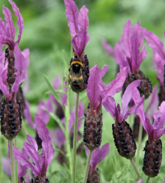 Lavender &#39;Silver Anouk&#39; - 1g