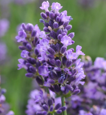 Lavender &#39;SuperBlue&#39; - 1g