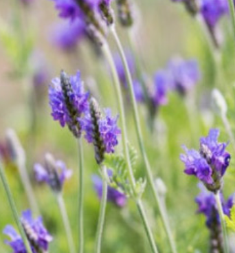 Lavender &#39;Laceleaf&#39; - 1gal