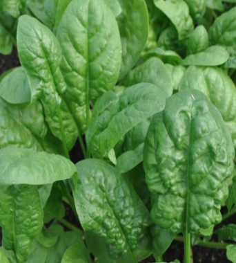 Bloomsdale Spinach