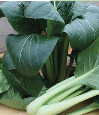 Asian Green &#39;Komatsuna&#39; - 6pk