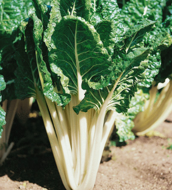 Swiss Chard &#39;Fordhook&#39; - OG - 6 pack