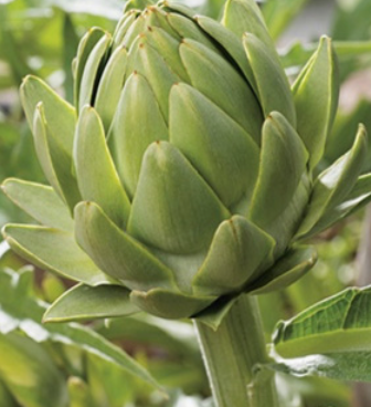 Artichoke &#39;Green Globe&#39; - 1g