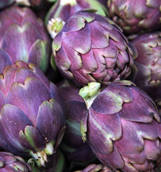 Artichoke &#39;Violetta&#39; - 1g