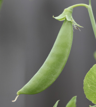 Sugar Ann Peas - 6 pack