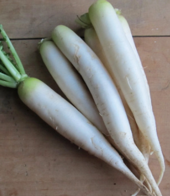 Radish &#39;Daikon Miyashige&#39; - 6pk