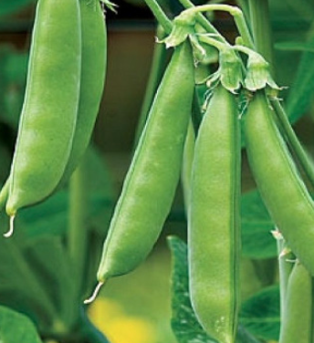 Vining Pea &#39;Sugar Snap&#39; - 4&quot;