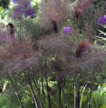 Fennel &#39;Bronze&#39; - 4&quot;