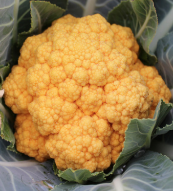 Cauliflower &#39;Cheddar&#39; - 4&quot;