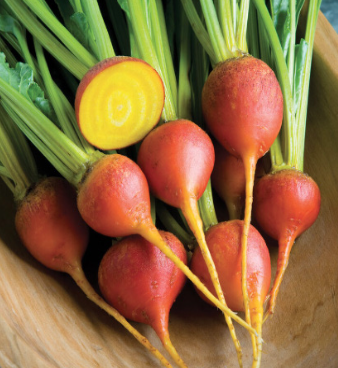 Beet &#39;Touchstone Gold&#39; OG - 6pk 