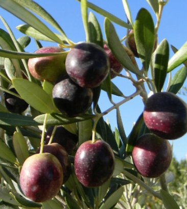 Olive &#39;Manzanillo&#39; - 1g