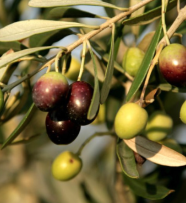 Olive &#39;Mission&#39; - 1 Gal