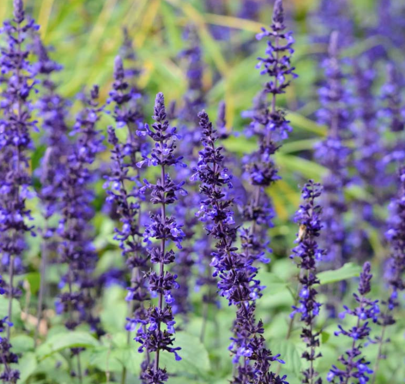 Salvia &#39;Mystic Spires Blue&#39; - 1g