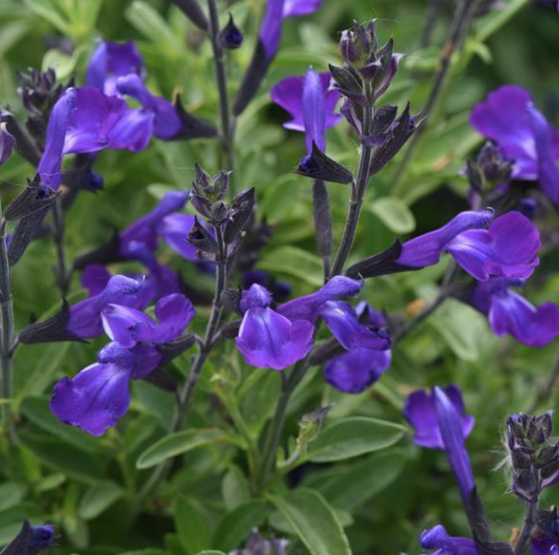 Salvia greggii &#39;Mirage Violet&#39; - 1g
