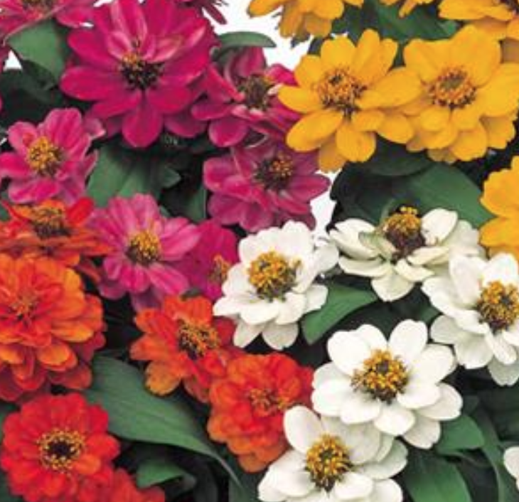 Zinnia &#39;Profusion Double Mix&#39; - 6pk