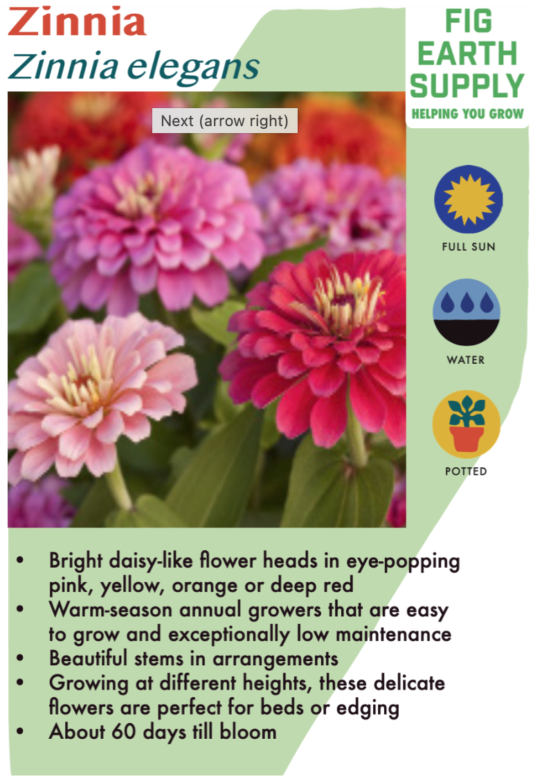 Zinnia &#39;Magellan Orange&#39; - 6pk