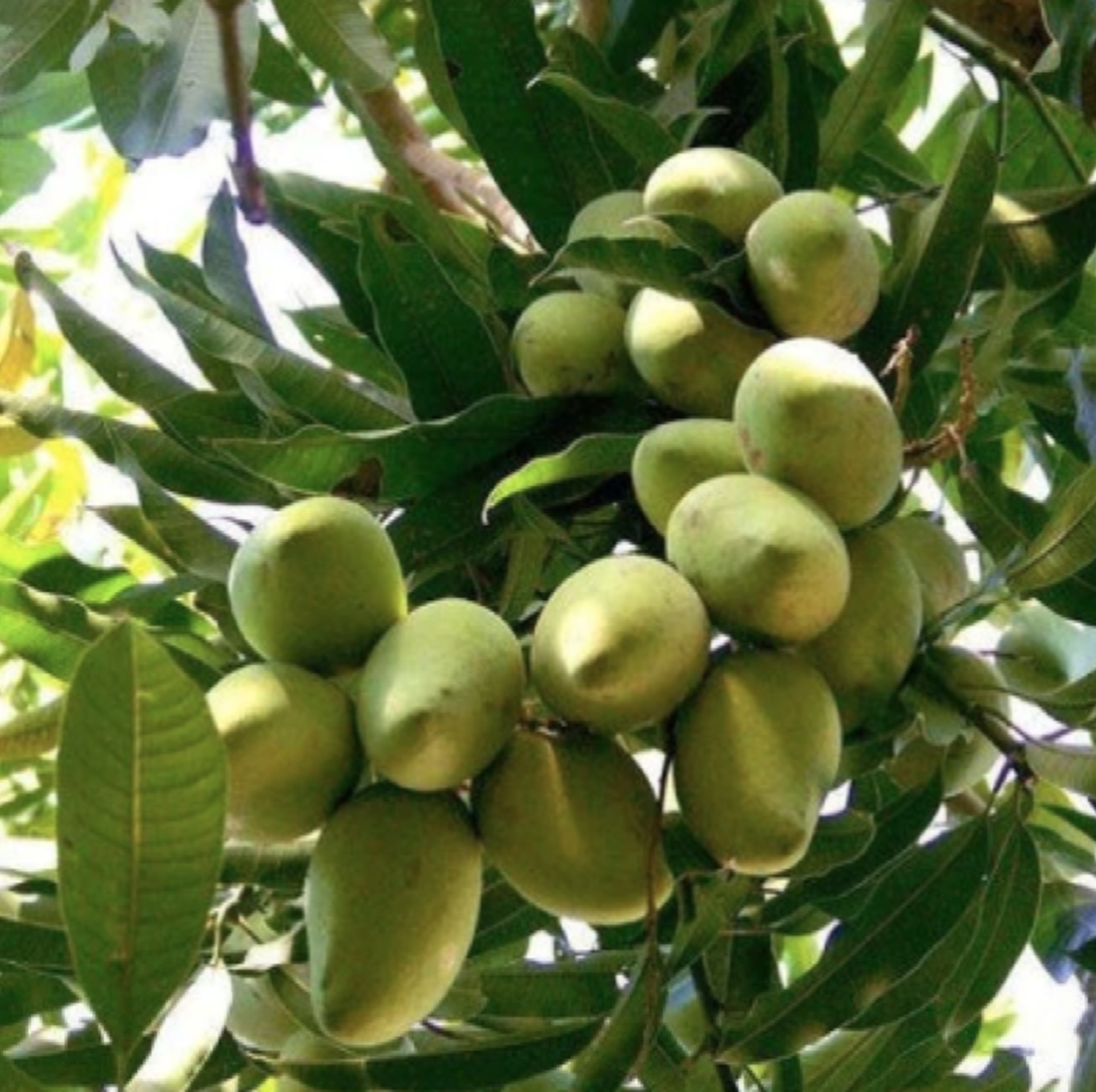 Manila Mango - 15g