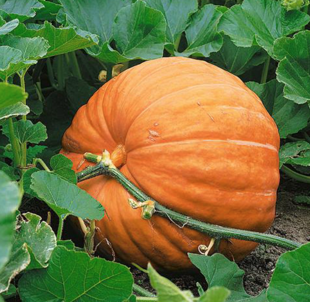 Pumpkin &#39;Dills Atlantic Giant&#39; - 4&quot;
