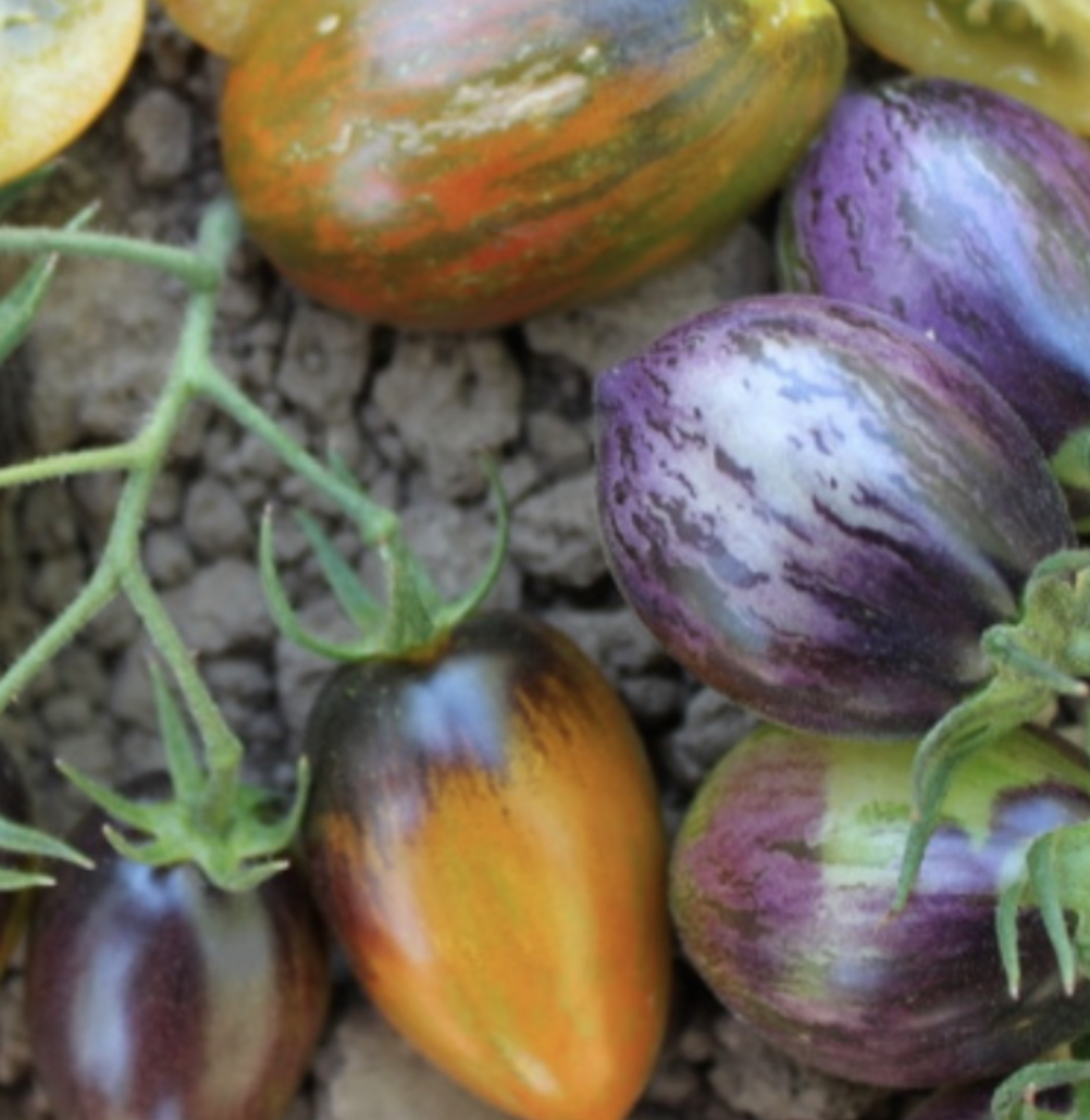 Brad&#39;s Atomic Grape Tomato - 1g