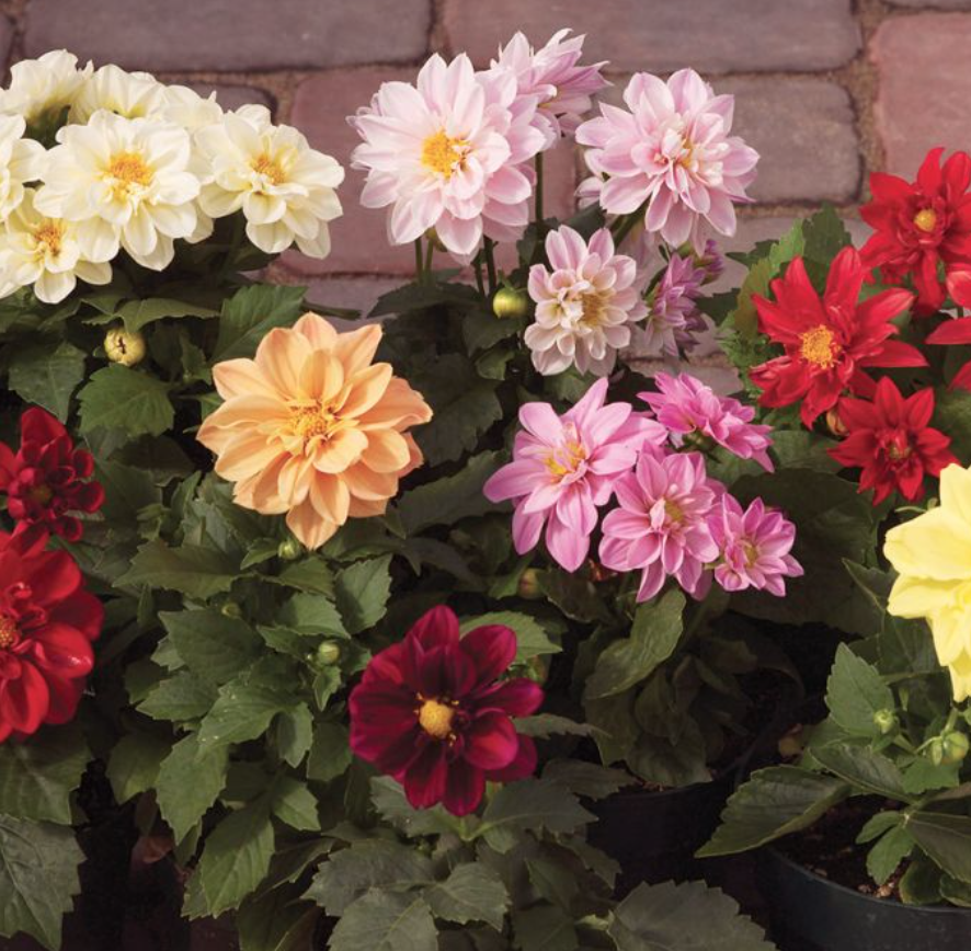 Dhalia &#39;Fresco Mix&#39; - 6pk
