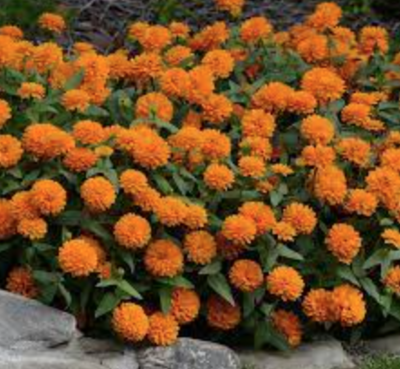 Zinnia &#39;Zahara Double Bright Orange&#39; - 4&quot;