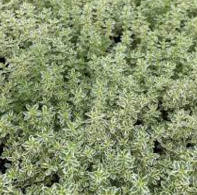 Thyme &#39;Sparkling Bright&#39; - 4&quot;