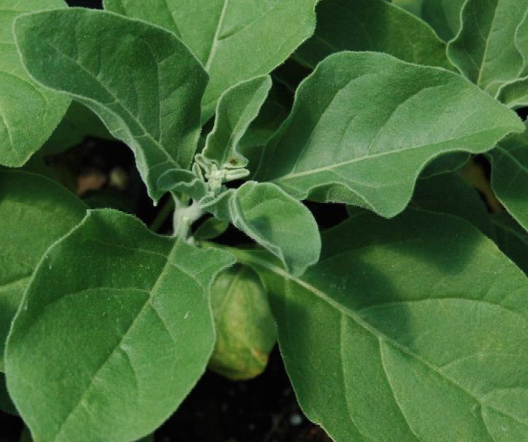 Heirloom Ashwagandha