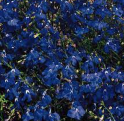 Lobelia &#39;Regatta Midnight Blue&#39; - 6pk