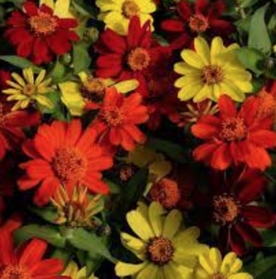 Zinnia &#39;Zahara Bonfire Mix&#39; - 6pk