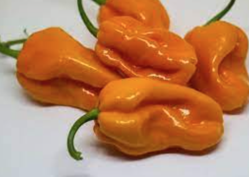 Habanero &#39;Big Sun&#39; - 1g