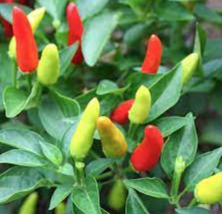 Super Chili Pepper - 1g