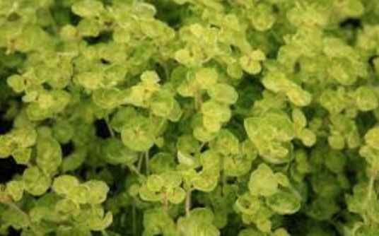 Marjoram &#39;Golden Tips&#39; - 4&quot;