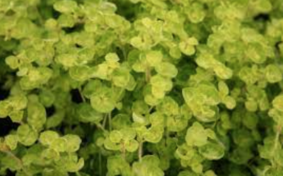 Marjoram &#39;Golden Tips&#39; - 4&quot;