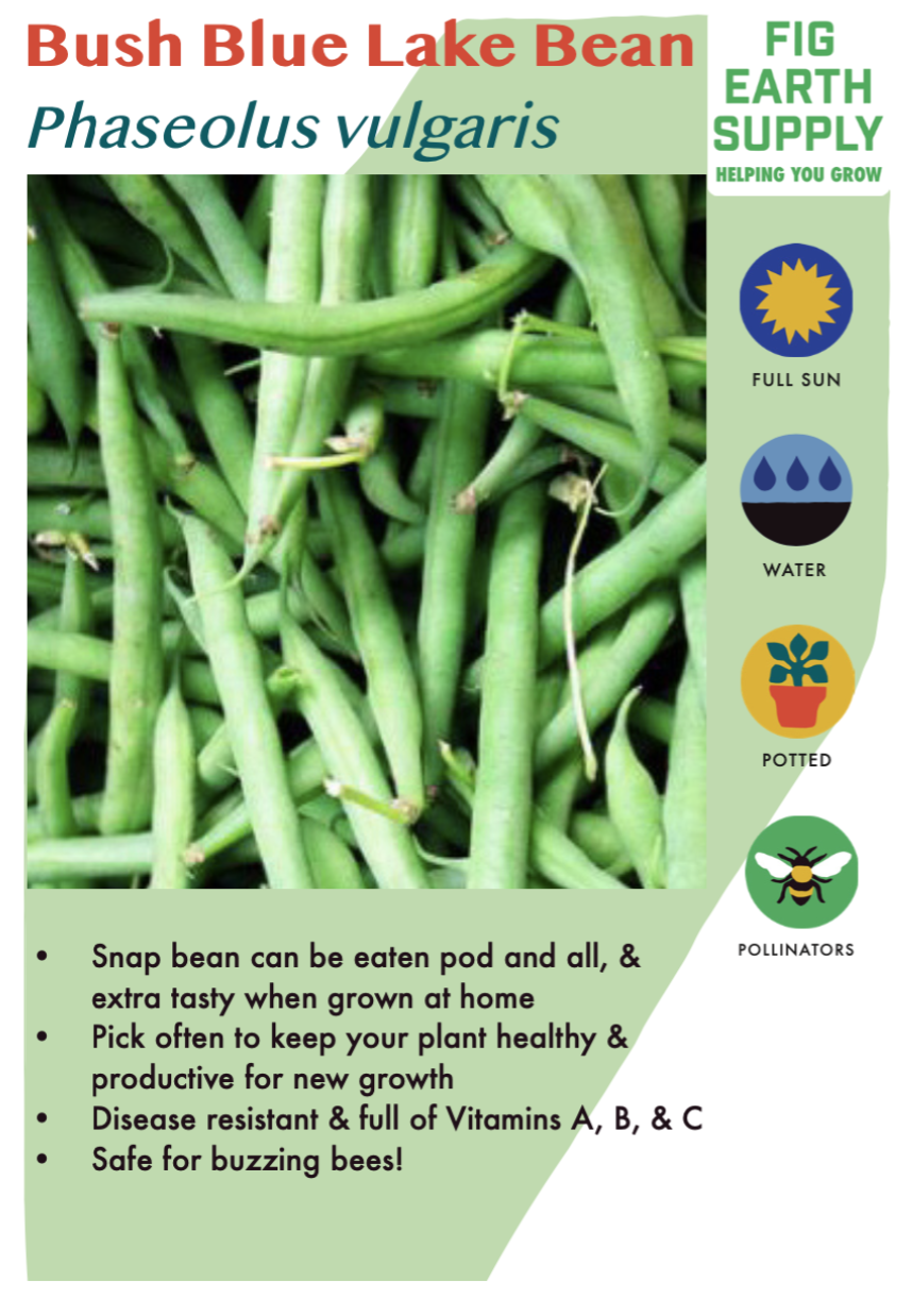 Bean &#39;Bush Blue Lake&#39; - 4&quot;