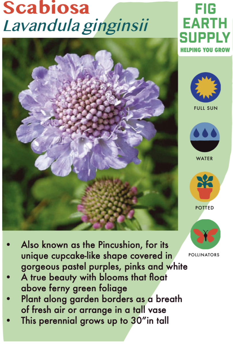 Scabiosa &#39;Giga Blue&#39; - 1g