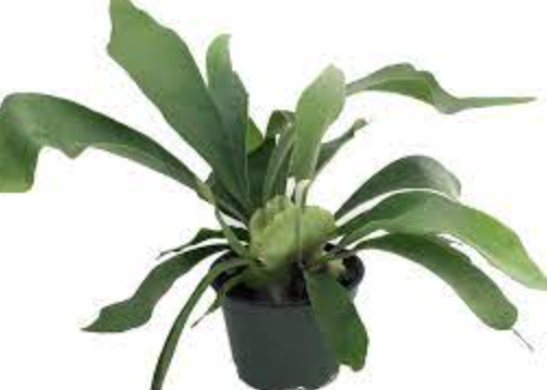 Platycerium bifurcatum (Staghorn Fern) - 6&quot;