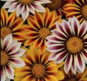 Gazania &#39;New Day Tiger Mix&#39; - 6pk