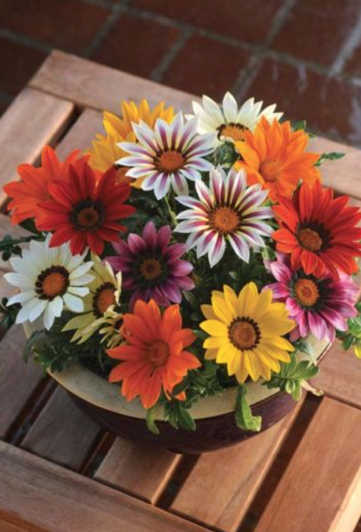 Gazania &#39;New Day Bright Mix&#39; - 6pk