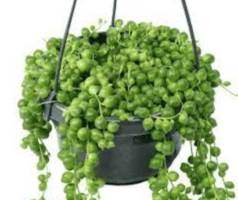 Senecio rowleyanus &#39;String of Pearls&#39; - 6in