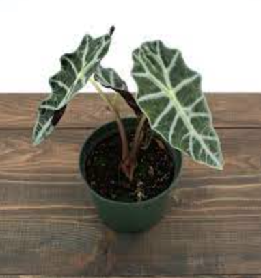 Alocasia &#39;Polly Dwarf&#39; - 6&quot;