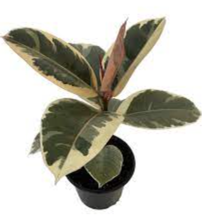 Ficus elastica &#39;Tineke&#39;  - 6&quot;