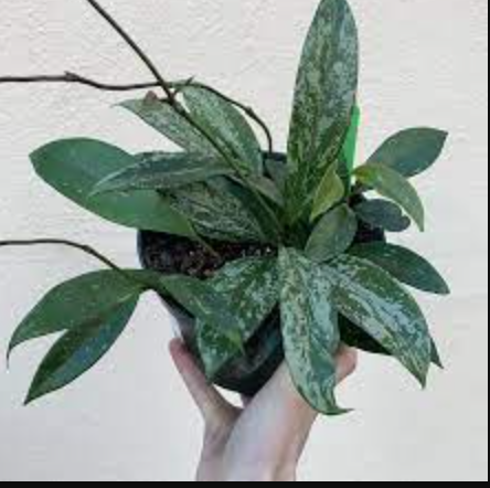 Hoya Publicalyx &#39;Splash&#39; - 6&quot;