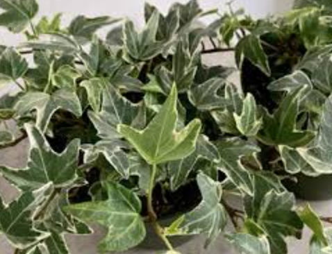 Hedera helix &#39;Mini Esther&#39; (Ivy) - 6in