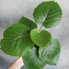 Ficus umbellata - 6&quot;